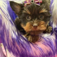 Cloe, a female Yorkshire Terrier for sale in Cooper City, FL – Photo 9 of 10