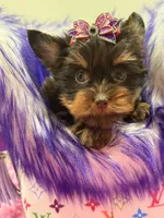 Cloe, a female Yorkshire Terrier for sale in Cooper City, FL – Photo 8 of 8