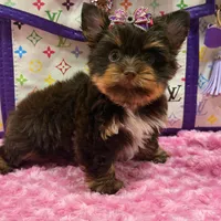Cloe, a female Yorkshire Terrier for sale in Cooper City, FL – Photo 6 of 10