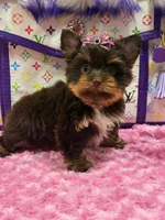 Cloe, a female Yorkshire Terrier for sale in Cooper City, FL – Photo 2 of 8