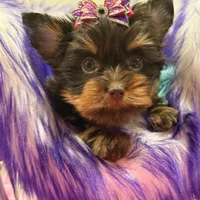 Cloe, a female Yorkshire Terrier for sale in Cooper City, FL – Photo 3 of 10