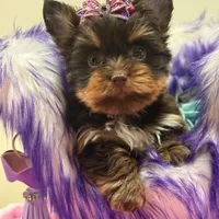 Cloe, a female Yorkshire Terrier for sale in Cooper City, FL – Photo 4 of 10