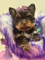 Cloe, a female Yorkshire Terrier for sale in Cooper City, FL – Photo 6 of 8