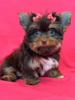 Cloe, a female Yorkshire Terrier for sale in Cooper City, FL – Photo 5 of 10