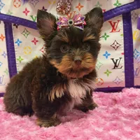 Cloe, a female Yorkshire Terrier for sale in Cooper City, FL – Photo 8 of 10