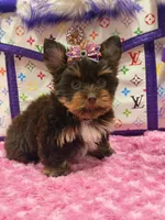 Cloe, a female Yorkshire Terrier for sale in Cooper City, FL – Photo 3 of 8