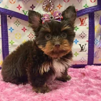Cloe, a female Yorkshire Terrier for sale in Cooper City, FL – Photo 7 of 10