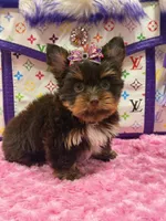 Cloe, a female Yorkshire Terrier for sale in Cooper City, FL – Photo 7 of 8