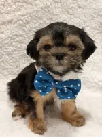 Albert , a male Morkie for sale in Cooper City, FL – 2 of 6