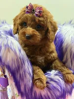 Lucy, a female Poodle for sale in Cooper City, FL – Photo 6 of 7