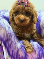 Lucy, a female Poodle for sale in Cooper City, FL – Photo 5 of 7