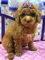 Lucy, a female Poodle for sale in Cooper City, FL – Photo 2 of 7