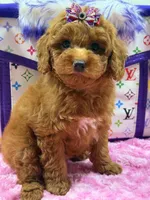 Lucy, a female Poodle for sale in Cooper City, FL – Photo 3 of 7