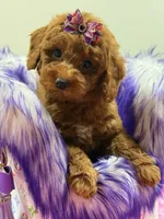 Lucy, a female Poodle for sale in Cooper City, FL – Photo 7 of 7