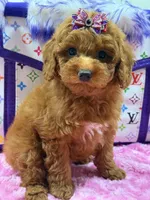 Lucy, a female Poodle for sale in Cooper City, FL – Photo 4 of 7