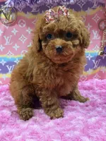 lulu , a female Poodle for sale in Cooper City, FL – Photo 4 of 7