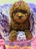 lulu , a female Poodle for sale in Cooper City, FL – Photo 6 of 7