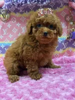 lulu , a female Poodle for sale in Cooper City, FL – Photo 3 of 7