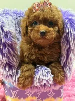 lulu , a female Poodle for sale in Cooper City, FL – Photo 7 of 7