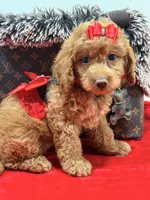 chloe , a female Miniature Goldendoodle for sale in Cooper City, FL – Photo 4 of 5