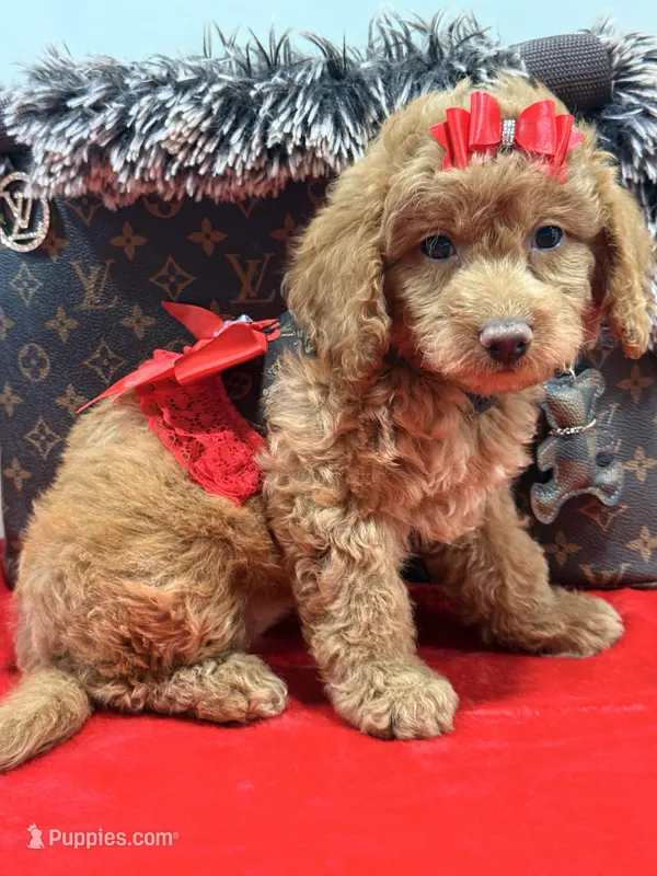 chloe  – Miniature Goldendoodle puppy for sale in Cooper City, FL
