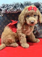 chloe , a female Miniature Goldendoodle for sale in Cooper City, FL – Photo 1 of 5
