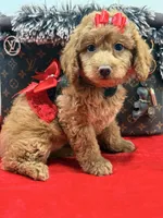 chloe , a female Miniature Goldendoodle for sale in Cooper City, FL – Photo 2 of 5