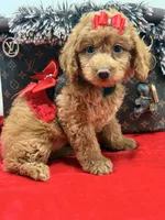 chloe , a female Miniature Goldendoodle for sale in Cooper City, FL – Photo 3 of 5