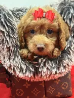 chloe , a female Miniature Goldendoodle for sale in Cooper City, FL – Photo 5 of 5