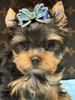 louis , a male Yorkshire Terrier for sale in Cooper City, FL – 4 of 5