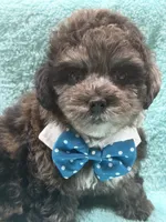 Blue, a male Yorkipoo for sale in Cooper City, FL – 4 of 5