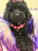 Alana , a female Miniature Goldendoodle for sale in Cooper City, FL – 2 of 4