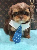 gizmo , a male Shihpoo and Poodle - Toy  for sale in Cooper City, FL – Photo 2 of 7