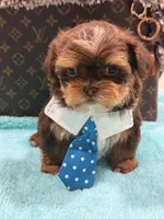 gizmo , a male Shihpoo and Poodle - Toy  for sale in Cooper City, FL – Photo 5 of 7