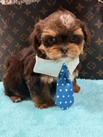 gizmo , a male Shihpoo and Poodle - Toy  for sale in Cooper City, FL – Photo 4 of 7