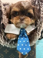 gizmo , a male Shihpoo and Poodle - Toy  for sale in Cooper City, FL – Photo 6 of 7