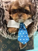 gizmo , a male Shihpoo and Poodle - Toy  for sale in Cooper City, FL – Photo 7 of 7