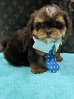 gizmo , a male Shihpoo and Poodle - Toy  for sale in Cooper City, FL – Photo 1 of 7