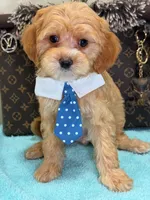  Charlie , a male Cavapoo for sale in Cooper City, FL – 2 of 6
