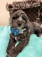 Tim, a male Cavapoo for sale in Cooper City, FL – 6 of 8