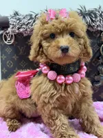 Zoey , a female Miniature Goldendoodle for sale in Cooper City, FL – 4 of 5