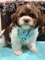 Louis, a female Shihpoo and Poodle - Toy  for sale in Cooper City, FL – Photo 6 of 7