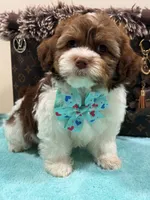 Louis, a female Shihpoo and Poodle - Toy  for sale in Cooper City, FL – Photo 3 of 7
