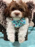 Louis, a female Shihpoo and Poodle - Toy  for sale in Cooper City, FL – Photo 4 of 7