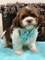 Louis, a female Shihpoo and Poodle - Toy  for sale in Cooper City, FL – Photo 2 of 7