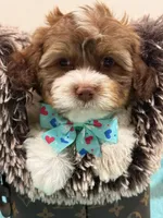 Louis, a female Shihpoo and Poodle - Toy  for sale in Cooper City, FL – Photo 5 of 7