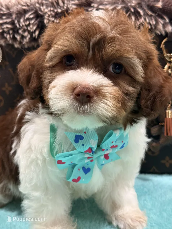 Louis – Shihpoo, Poodle - Toy  puppy for sale in Cooper City, FL