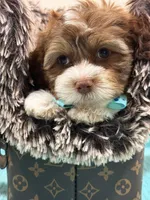 Louis, a female Shihpoo and Poodle - Toy  for sale in Cooper City, FL – Photo 7 of 7