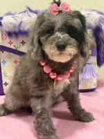 Lola, a female Cavapoo for sale in Cooper City, FL – 2 of 9