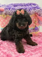 Eliana, a female Miniature Goldendoodle for sale in Cooper City, FL – Photo 3 of 10